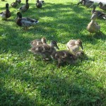 6-28-11 ducklings @ city park 6-28-11 ducklings @ city park