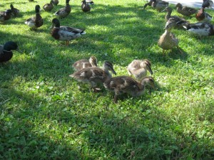 6-28-11 ducklings @ city park