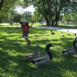 6-28-11 emmett chasing ducks 6-28-11 emmett chasing ducks