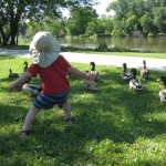6-28-11 emmett herding ducks 6-28-11 emmett herding ducks