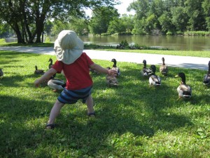 6-28-11 emmett herding ducks